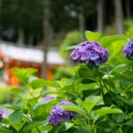 三室戸寺へ行った時の話