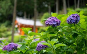 三室戸寺へ行った時の話