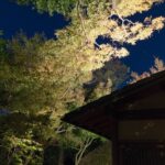 京都・紅葉の名所高台寺