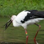 豊岡～こうのとりの里