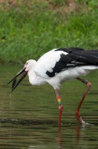 豊岡～こうのとりの里